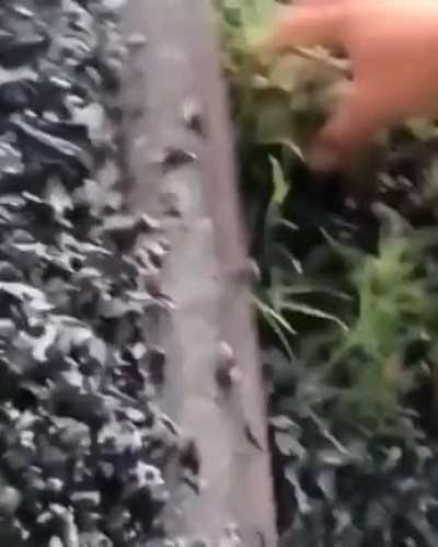 the marines got the frog