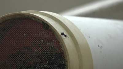 A type of Ant-mimic Spider hanging out on my water tank. Sunshine Coast, Qld