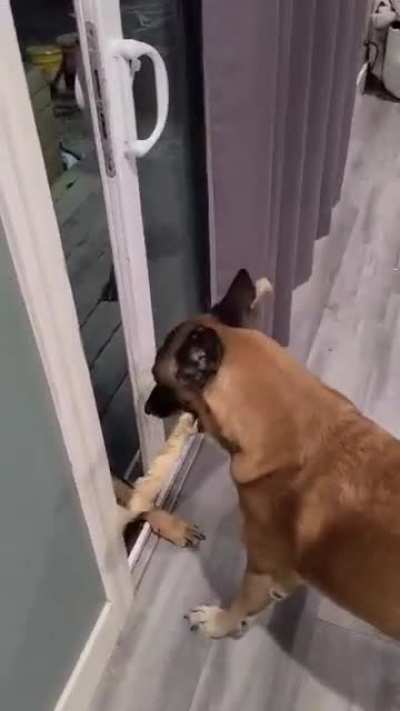 Get a Belgian Malinois they said...they're highly intelligent they said...