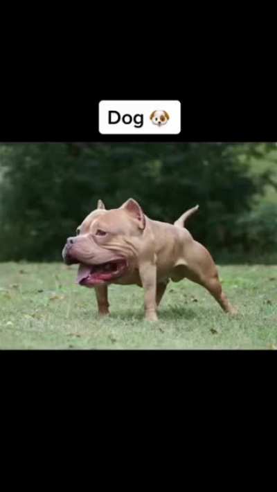 Normal Animal Video
