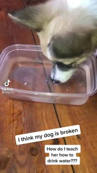 Puppy doesn&rsquo;t know how to drink water 😂