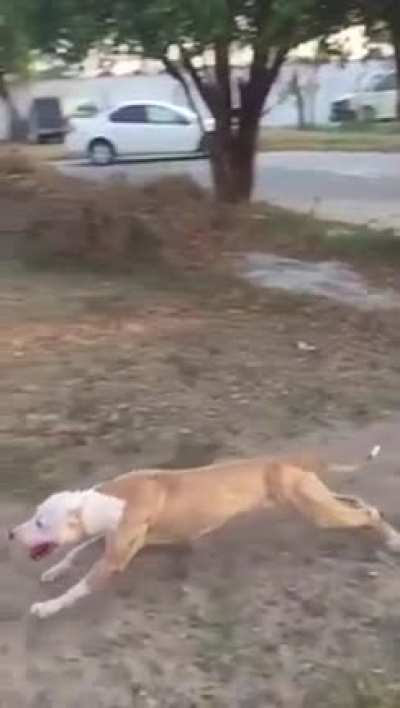 Doggy Style