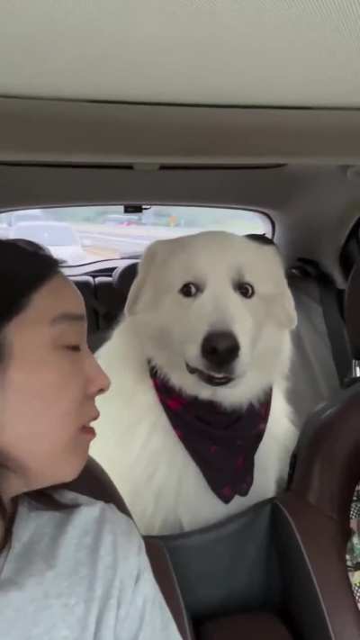 Did you just bark at me?