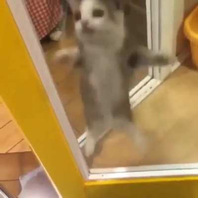 Dancing cat&hellip;&hellip;&hellip;.that is all