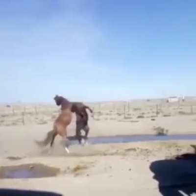 horse cena
