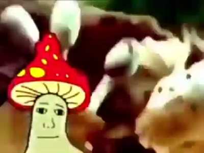 shroomjak