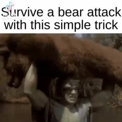 how to survive a bear attack