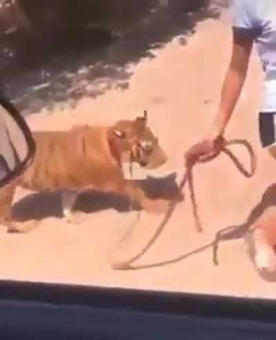 Girl takes a walks with his fathers tiger in Sinaloa, Mexico
