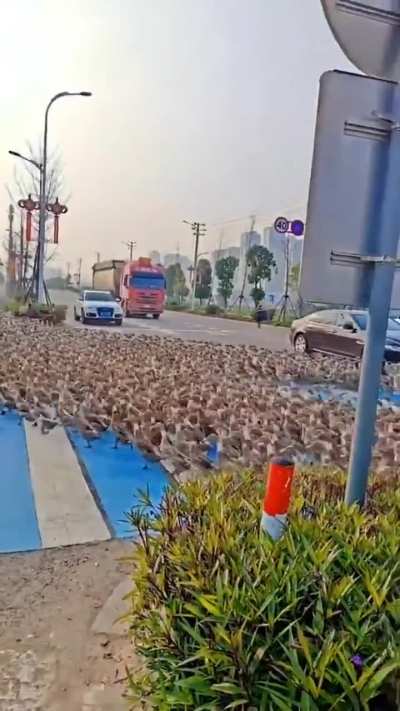 Patos