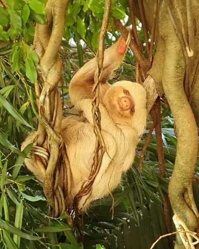 Sleepy sloth