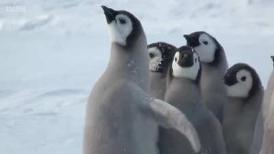 When emperor penguin chicks leave their nesting colonies at around 5 months of age, they head to the sea. The chicks are often unaccompanied, and it can be a long and dangerous journey. When these chicks encountered a giant petrel, an intrepid Adelie peng