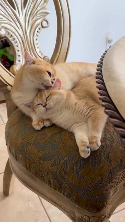 Here&rsquo;s another cute BSH video for our favorite OP!