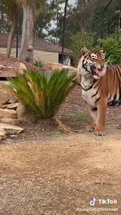Big Kitty Scrunge