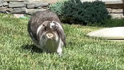 Run Forrest run!