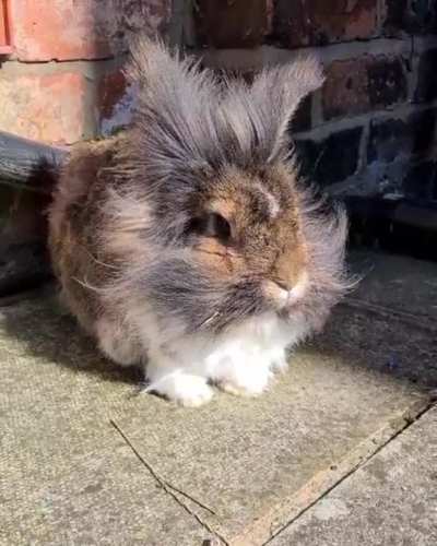 💨🐰