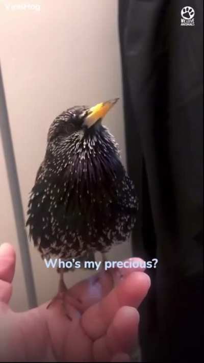This European Starlings Crazy Mimicry