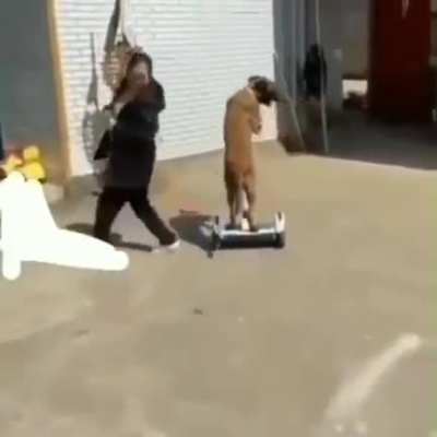 sports dog