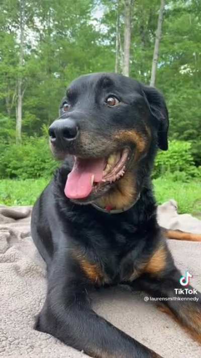 End of life pet photography makes me ugly cry