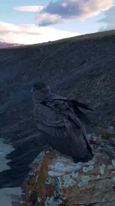 Condor Andino en el monte Fitz Roy (by @gusariase)