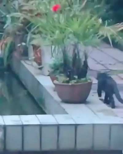 Typical cat work