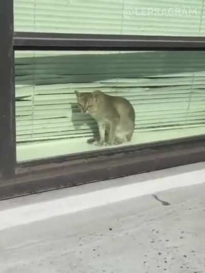 Poor cat :c