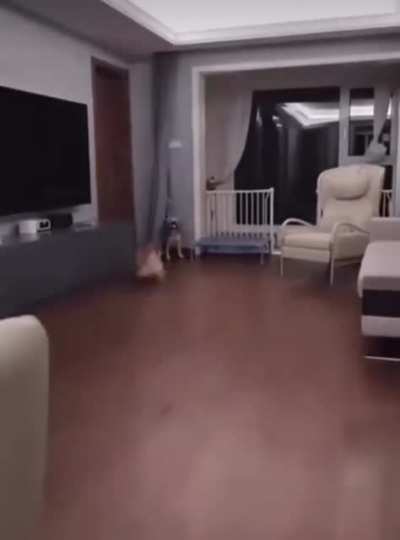 Curtain Camo