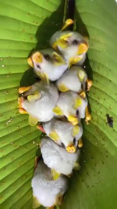 Honduran white bats nest in Heliconia plant leaves, by building upside-down V-shaped &lsquo;tents&rsquo;.