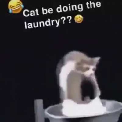 I wish I had this cat.