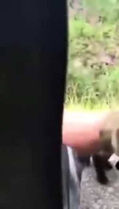 Trying to pet a bear cub!