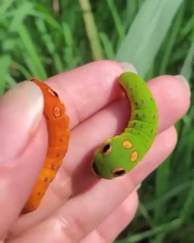 These swallowtail caterpillars look like real life Pok&eacute;mon