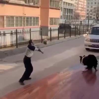Doggo Beats the man in volleyball like a pro..