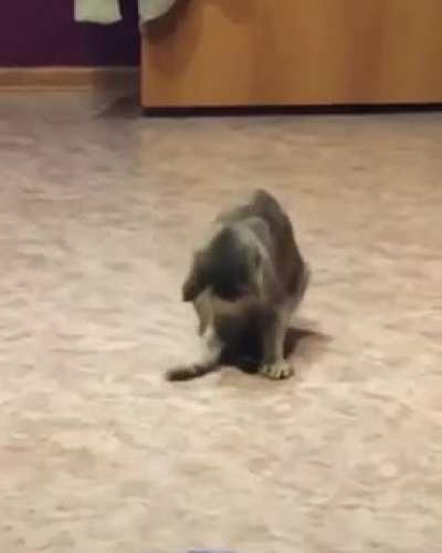 Cat-stylo break dance