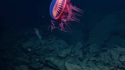 Halitrephes maasi (Firework Jellyfish), is a species of deep sea hydrozoan of the family Halicreatidae.