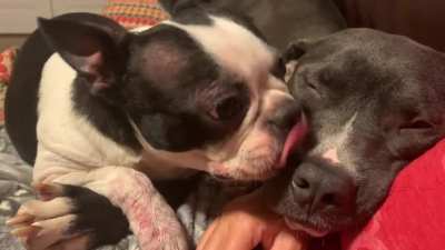 Tongue Wars