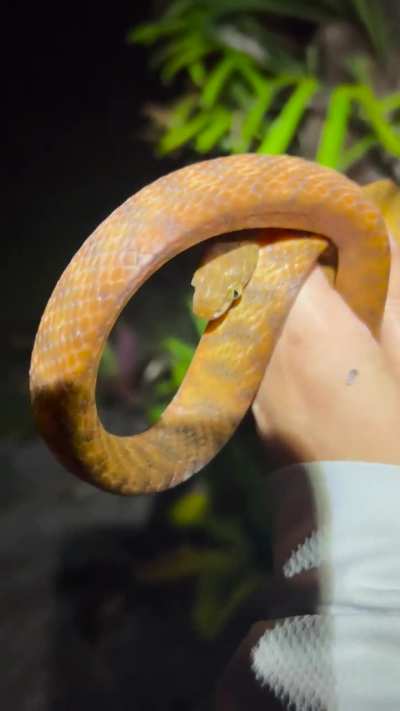 Seriously cute brown tree snake last night