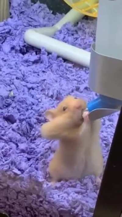Hamster being XHamster