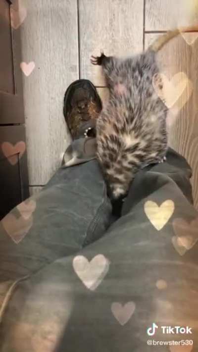 I want one 🥺