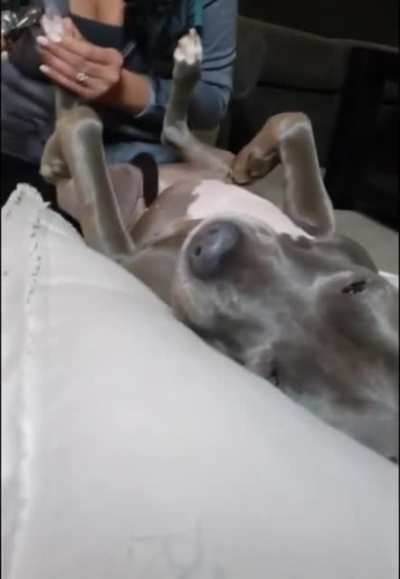 Time for a doggycure