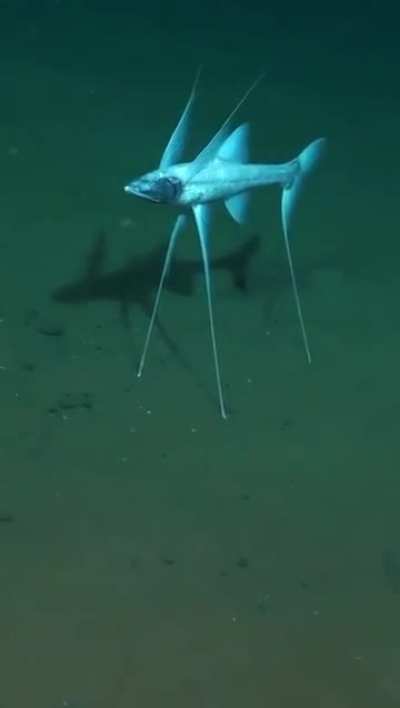 The tripod fish is a deep sea creature that stands on the ocean floor using three long fins