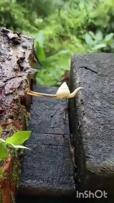 Snail makes incredible stretch to cross the gap