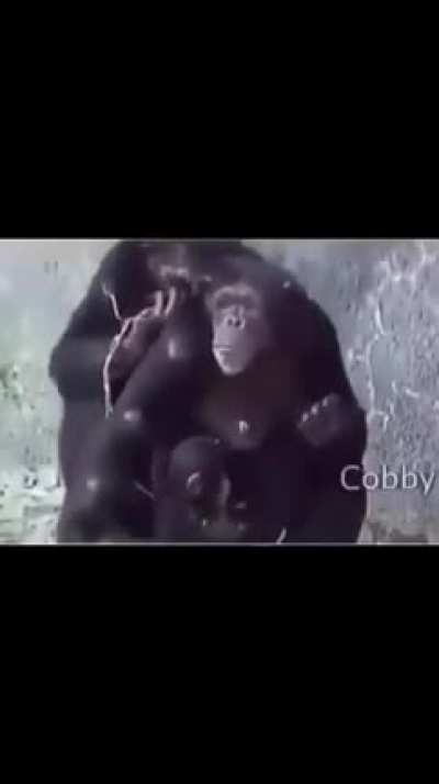 Chimpanzee