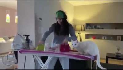 Startled Cat jumps in reverse