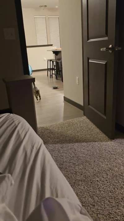 Fetch kitty