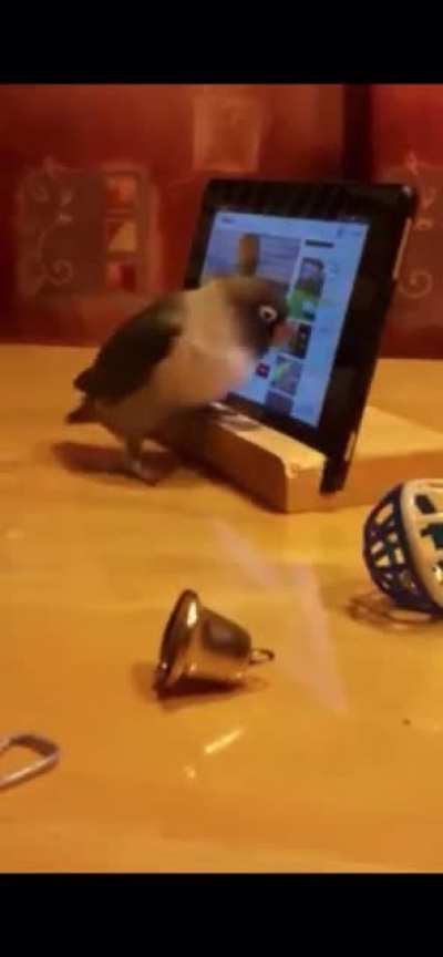 This lovebird learned how to watch and choose by himself videos on the tablet