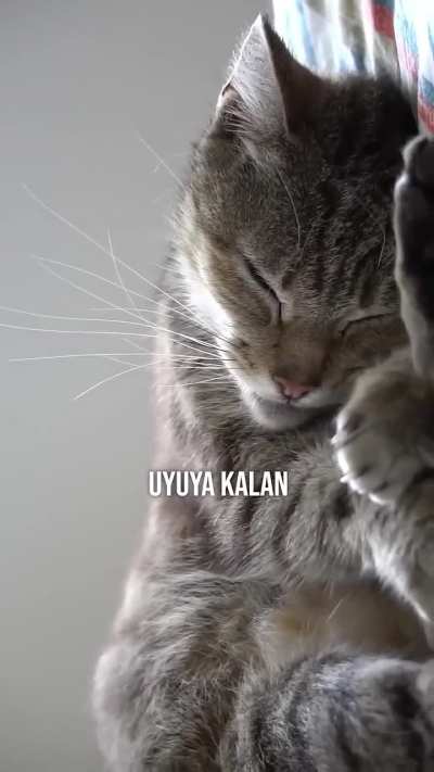 Hayırlı geceler