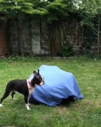 "Where did he go?!"
