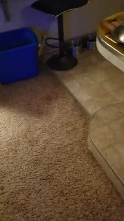 My dog does this when her bowl is empty, I never taught her to do it, but sometimes it's pure lies
