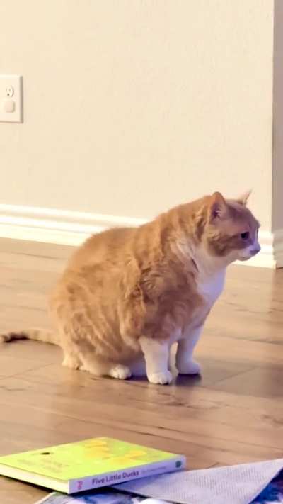 Is it time? 10yo cat with suspected CHF, severe arthritis, and labored breathing.