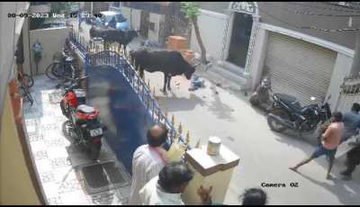 Cow attacked a child *scary*