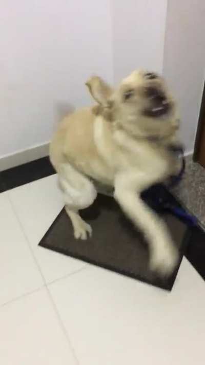 Ever seen a dog this excited to come back home after a long walk?
